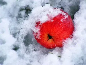 Как да се скрие на младите ябълковите дървета през зимата