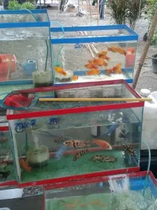 Как да изберем здрави аквариумни риби при покупка