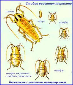 Se pare ca o casa gândac de bucătărie, un mic, roșu