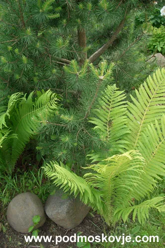 Cum să crească o grădină de bonsai pin silvestru (pădure)