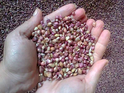 Как да расте чесън от семена bulbochek