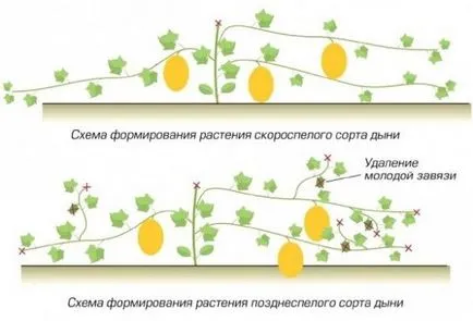 Cum să crească un pepene galben la domiciliu pe pervazul ferestrei sau balcon