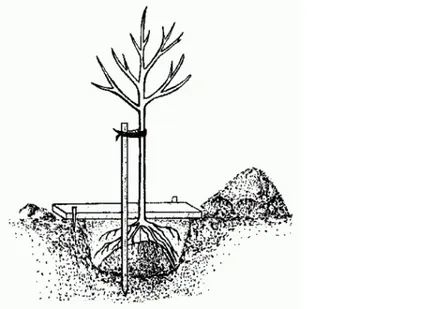 Ca o cireașă in toamna, beneficiile toamna plantare de cires, norme