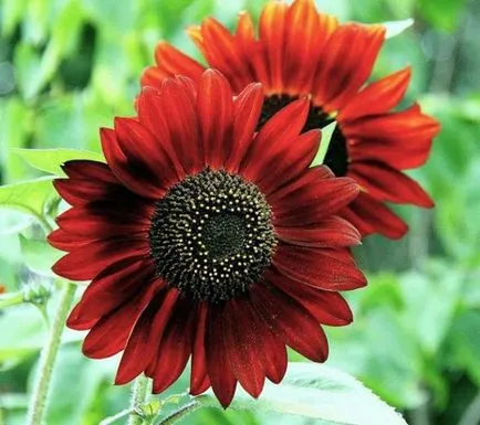 Cum să crească floarea-soarelui ornamentale