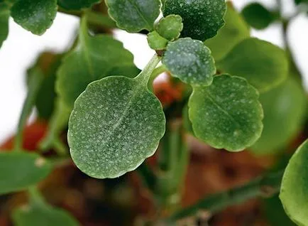 Kalanchoe otthon