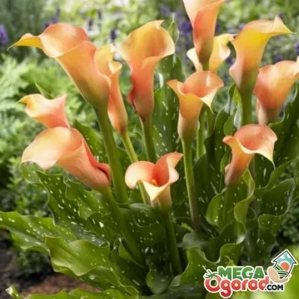 Calla kert - növekszik, gondozás és szaporítása