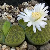 Lithops, sau pietre vii