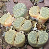 Lithops или живи камъни