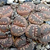 Lithops, sau pietre vii