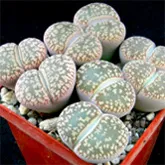 Lithops, sau pietre vii