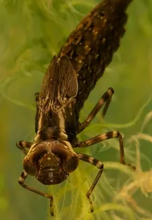 Larvele de libelule, lumea minunată a animalelor