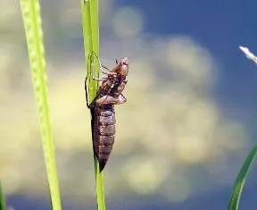 A lárvák a szitakötők, a csodálatos világ az állatok