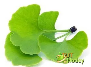 A ginkgo biloba levelei magas vérnyomás