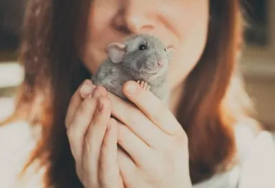 Leptospirosis emberekben tünetei és kezelése