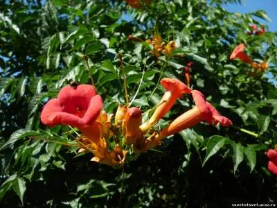 Liana Tecoma (trompetă), plantare, îngrijire, reproducere, reproducere (foto) - un sfat bun - grădină,