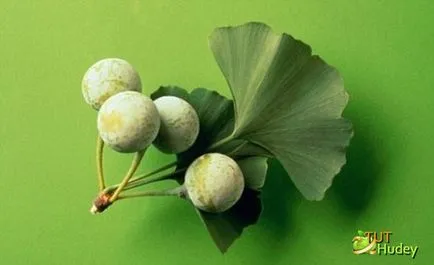 A ginkgo biloba levelei magas vérnyomás