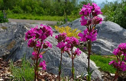 Campion descriere, vederi, fotografii