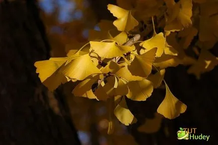 A ginkgo biloba levelei magas vérnyomás