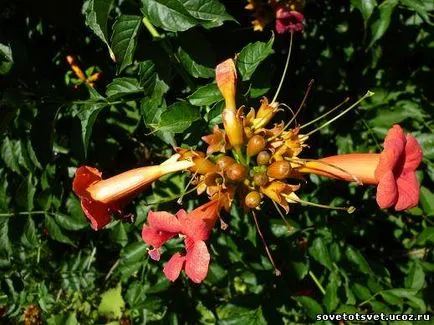 Liana Tecoma (trompetă), plantare, îngrijire, reproducere, reproducere (foto) - un sfat bun - grădină,