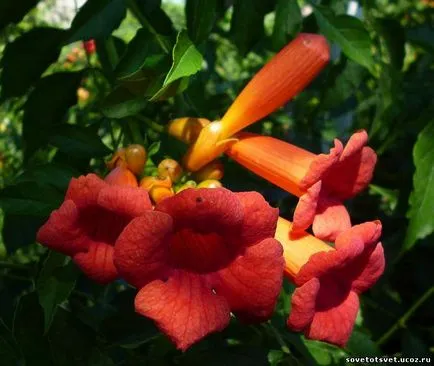 Liana Tecoma (trompetă), plantare, îngrijire, reproducere, reproducere (foto) - un sfat bun - grădină,