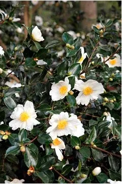 Camellia - típusok, gondozás, tenyésztés, Greenhome