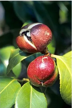 Camellia - típusok, gondozás, tenyésztés, Greenhome