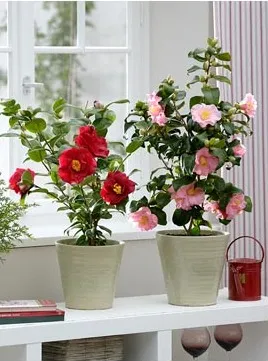 Camellia - típusok, gondozás, tenyésztés, Greenhome