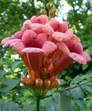 Trompeta - plantare și îngrijire de plante (ghid foto și video)