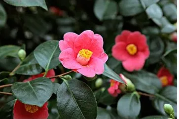 Camellia - típusok, gondozás, tenyésztés, Greenhome