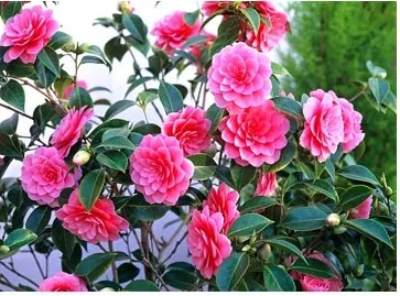 Camellia - típusok, gondozás, tenyésztés, Greenhome