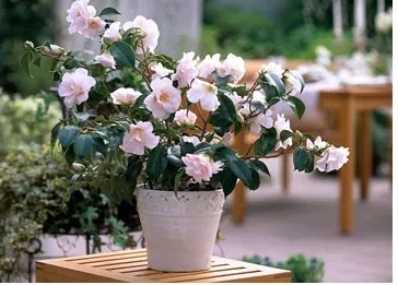 Camellia - típusok, gondozás, tenyésztés, Greenhome