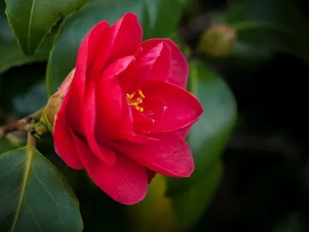 Camellia fajok és fotók, virág ültetés és gondozás
