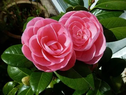 Camellia fajok és fotók, virág ültetés és gondozás