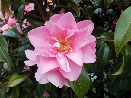 specii de Camellia și fotografii, pentru plantarea de flori și de îngrijire