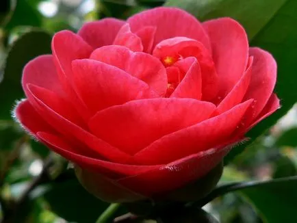 specii de Camellia și fotografii, pentru plantarea de flori și de îngrijire