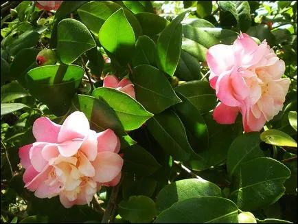 specii de Camellia și fotografii, pentru plantarea de flori și de îngrijire