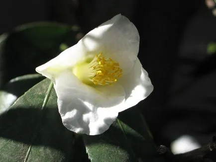 specii de Camellia și fotografii, pentru plantarea de flori și de îngrijire