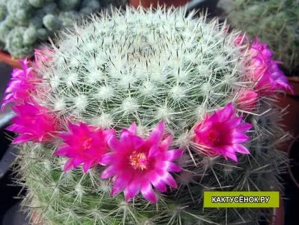 Katalógus kaktusz gondozás Mammillaria típusának leírása vásárolni kaktuszok