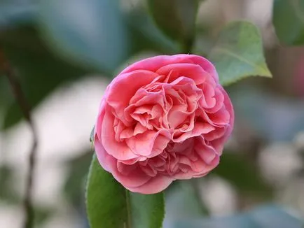 specii de Camellia și fotografii, pentru plantarea de flori și de îngrijire