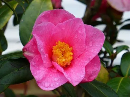 specii de Camellia și fotografii, pentru plantarea de flori și de îngrijire