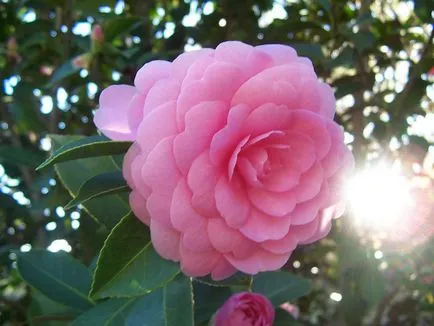 specii de Camellia și fotografii, pentru plantarea de flori și de îngrijire