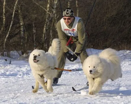 Карането на ски с кучето, или научна и skijoring - Статии за кучета