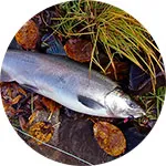 Coho că de pește - aspectul, habitat, obiceiuri, miceliu, pescuit, pescuit pentru somon Coho,