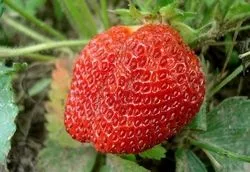 recenzii Strawberry gigantella, descrierea soiului, fotografie, cultivarea semințelor, termenii și schema de plantare