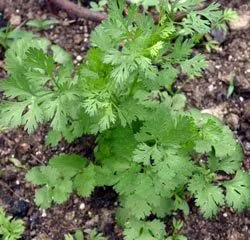 plantare și îngrijire în cilantro câmp deschis, fotografie, reproducerea, soiuri, cum să crească și ceea ce poate fi