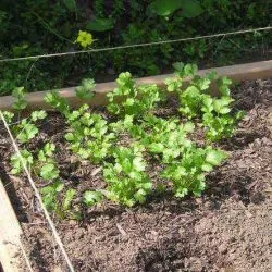 plantare și îngrijire în cilantro câmp deschis, fotografie, reproducerea, soiuri, cum să crească și ceea ce poate fi