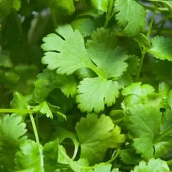 plantare și îngrijire în cilantro câmp deschis, fotografie, reproducerea, soiuri, cum să crească și ceea ce poate fi