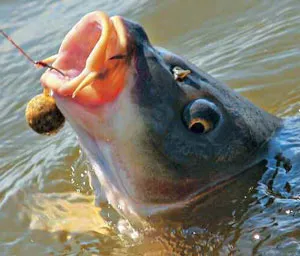 Coho că de pește - aspectul, habitat, obiceiuri, miceliu, pescuit, pescuit pentru somon Coho,