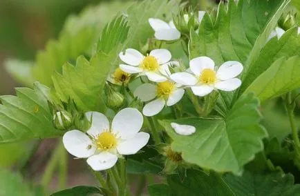 recenzii Strawberry gigantella, descrierea soiului, fotografie, cultivarea semințelor, termenii și schema de plantare