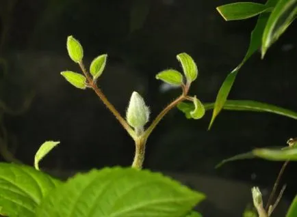 Clematis расте от семена и грижи